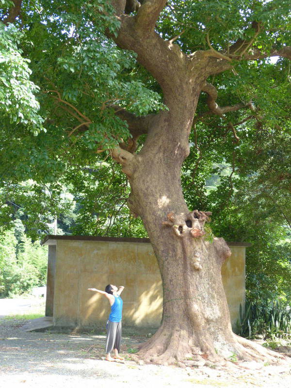 大きなアカギの木と麻那美さん